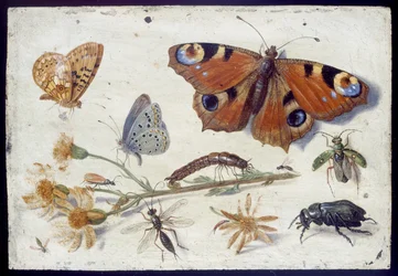 Drei Schmetterlinge, ein Käfer und andere Insekten mit einem abgeschnittenen Stück Greiskraut, frühe 1650er Jahre